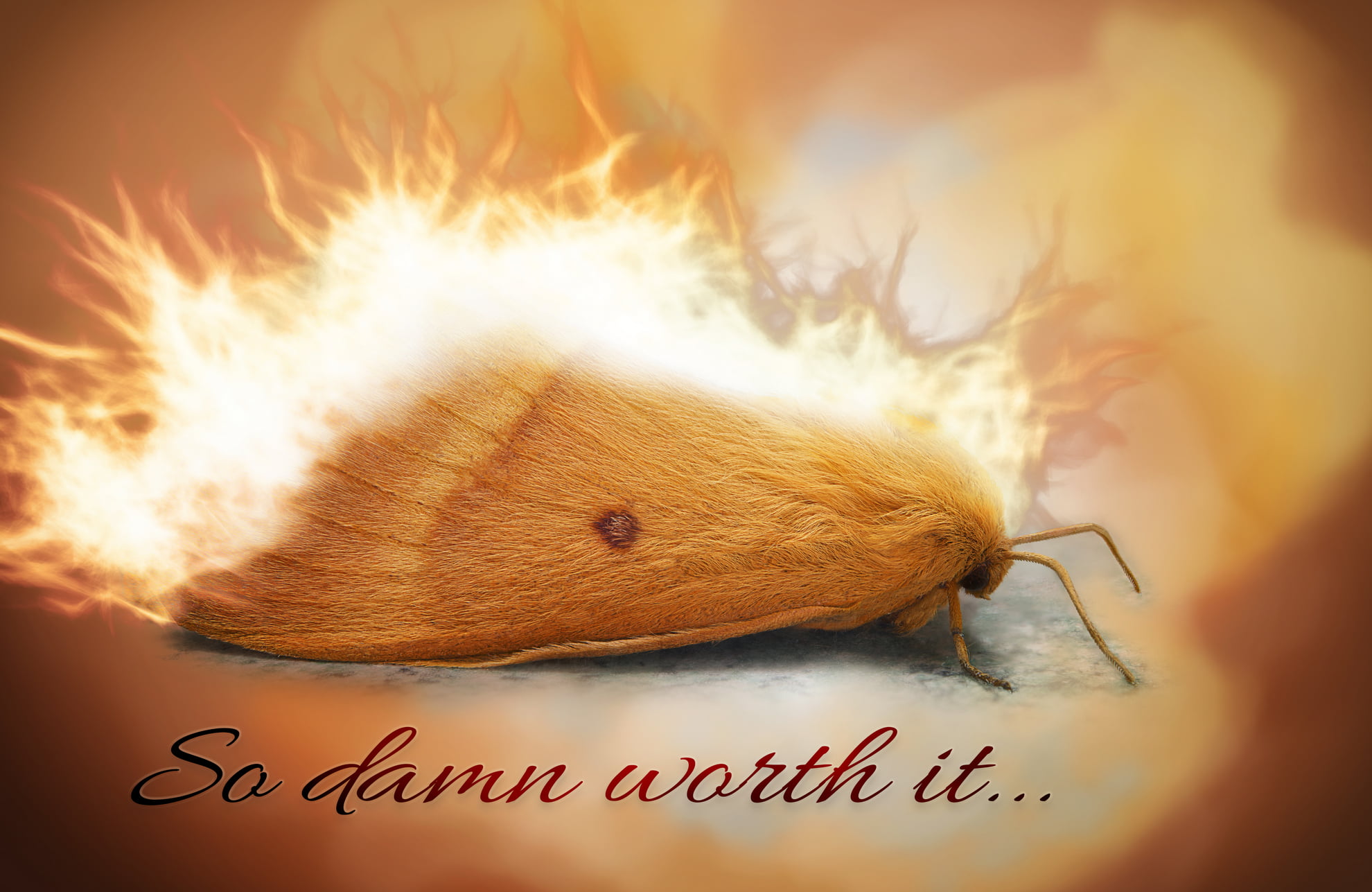 Moth in flames