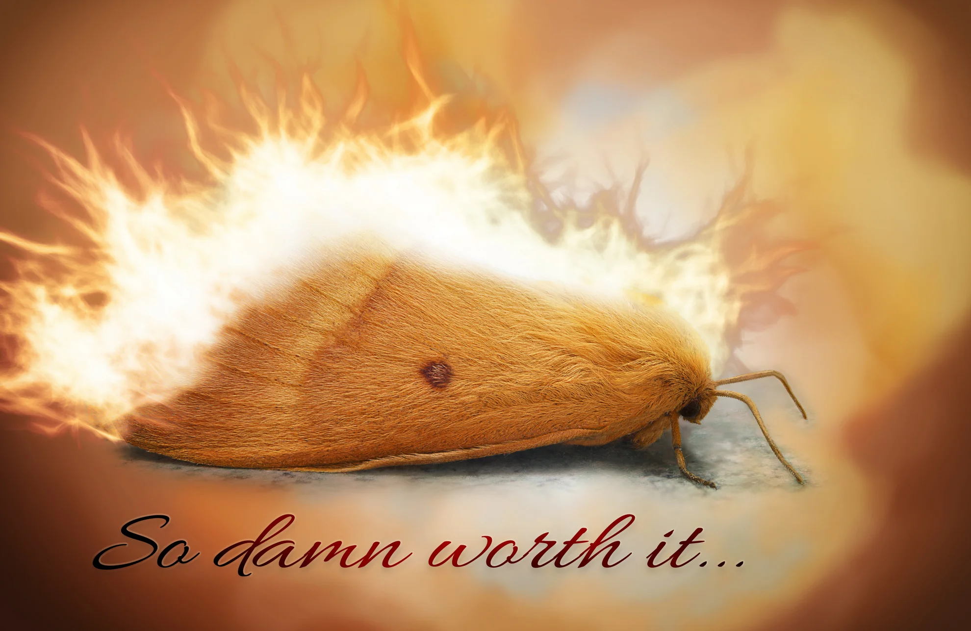 Moth in flames